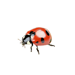 Fototapeta premium A vibrant ladybug with red wings and black spots, perched on a leaf, symbolizing nature's beauty and harmony in gardens.