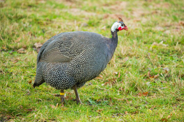 Close-Up of a Helmeted Guinea Fowl Showcasing Its Unique Features