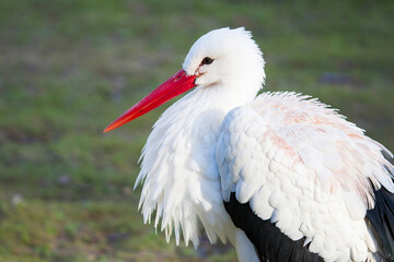 Close-Up of a Majestic White Stork
