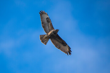 Close-Up of a European Buzzard Hovering Against a Clear Blue Sky