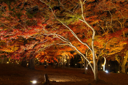 日本の風景・秋　埼玉県長瀞町　月の石もみじ公園　紅葉ライトアップ