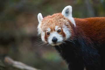 Obraz premium Close-Up of a Charming Red Panda in Its Natural Habitat
