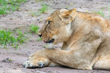 Close-Up of a Female Asiatic Lion Resting Her Head on Her Paws