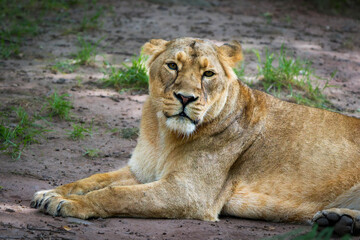Close-Up of a Female Asiatic Lion