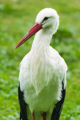 Close-Up of a Majestic White Stork