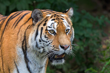 Intense Close-Up of a Majestic Tiger