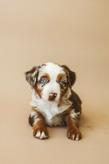 mini aussie puppies 