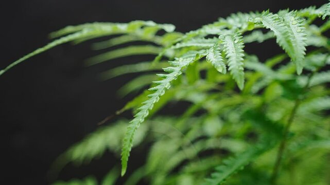 Close up of fern leaves , Water drop on fern leaves. selective focus