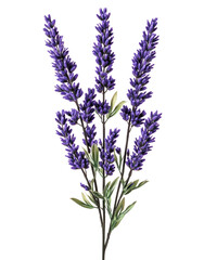 Obraz premium Lavender Stems Illustration
