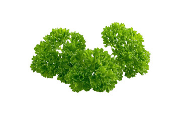 Fototapeta premium Fresh Green Parsley on Transparent Background