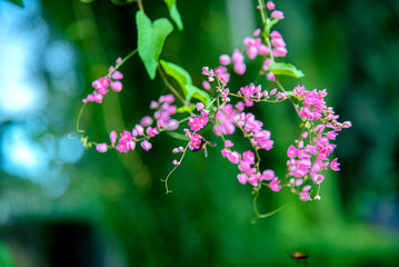 Inflorescence of Mexican creeper (Antigonon leptopus) flowers in warm daylight on blureed green leaf background. Beautiful blooming pink flowers being visited by bee.