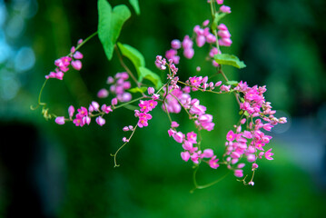 Inflorescence of Mexican creeper (Antigonon leptopus) flowers in warm daylight on blureed green...