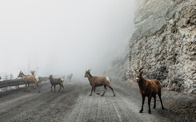 view of a herd of mountain goat with brown fur blocking a gravel road on a foggy day