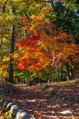 日本の風景・秋　埼玉県長瀞町　紅葉の秩父長瀞　月の石もみじ公園