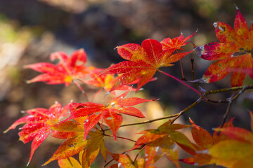 日本の風景・秋　埼玉県長瀞町　紅葉の秩父長瀞　月の石もみじ公園