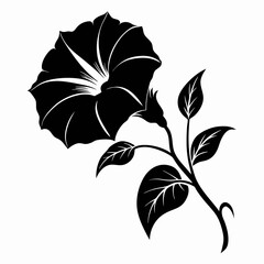 Morning glory Black silhouette, illustration