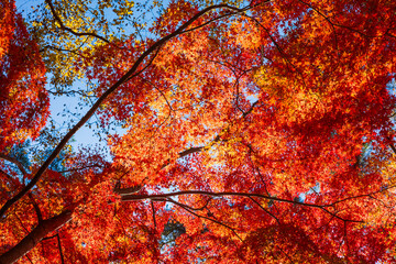 日本の風景・秋　埼玉県長瀞町　紅葉の秩父長瀞　月の石もみじ公園