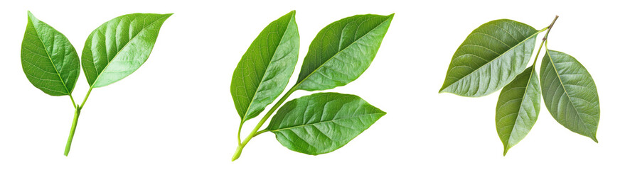 Fototapeta premium Green Leaves on Transparent Background set