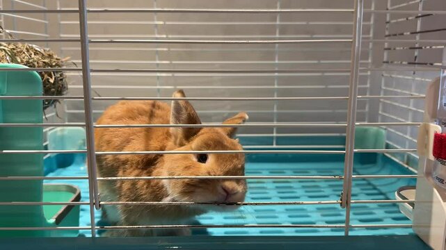orange color of an adorable Netherland Dwarf rabbit in a cage at a pet shop. it is very active and really cute, suitable for pet