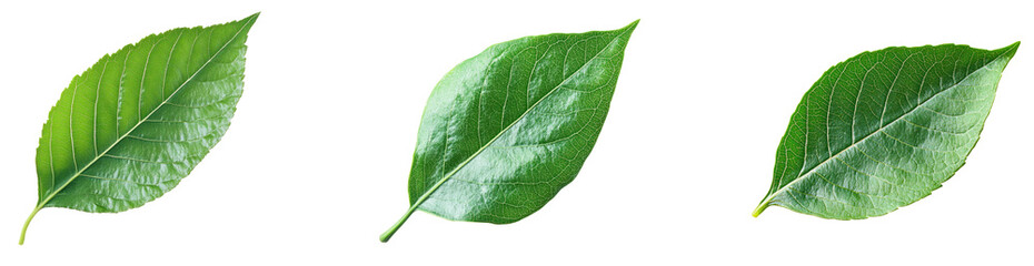 Obraz premium Green Leaf with Detailed Veins