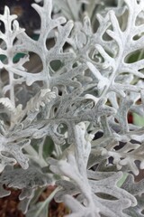 Cactus succulent in small pot with unique shape | Natural photos background and texture 