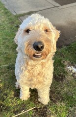 Blonde Goldendoodle Dog