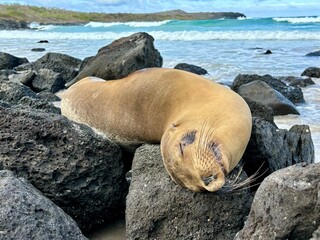island sea lion