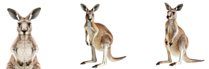Kangaroo on Transparent Background set