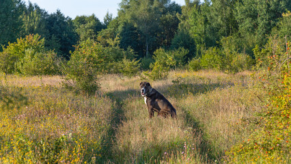 A big dog is sitting in a field.