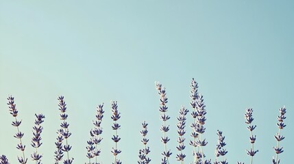 Serene Lavender Flowers Swaying Gently in the Breeze with a Vast Clear Sky in the Background Providing Ample Space for Text or Overlays