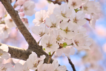 Obraz premium 桜