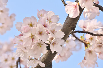 桜