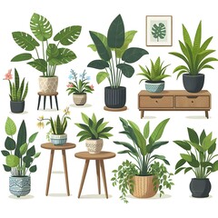 Beautiful indoor plant vector white background interior design, decorative monstera tree planted  ceramic pot