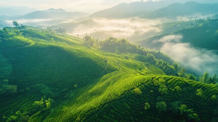 Obraz premium Aerial view of a green tea plantation on terraced hills, misty landscape and agriculture concept