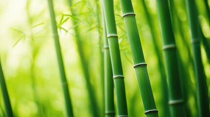 Close-up of a bamboo forest with tall green stalks, peaceful and serene nature scene with space for text