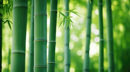 Fototapeta premium Close-up of a bamboo forest with tall green stalks, peaceful and serene nature scene with space for text