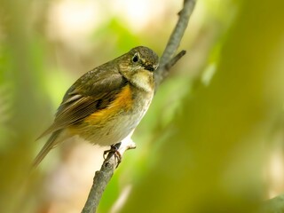 森の中の暗い木陰で枝に留まって周りを見渡しているルリビタキ