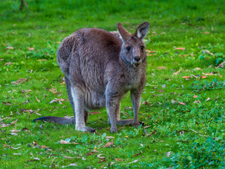 Big Grey Forester On Lawn
