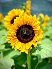 Fototapeta premium sunflower 