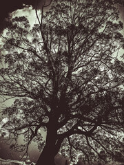 An Asian lady walking among trees in East Auckland, New Zealand, on a winter sunny day.