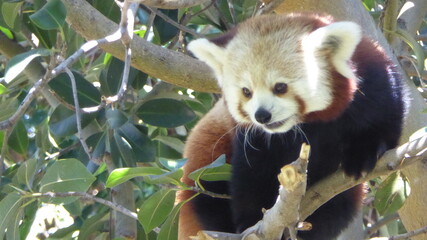 Obraz premium Red Panda animal in a zoo