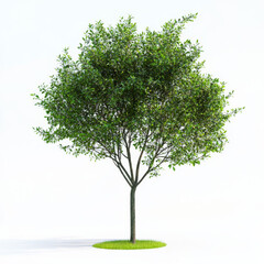 A tree with green leaves is standing in a grassy area. The tree is the main focus of the image, and it is a healthy and vibrant tree. The grass around the tree adds a sense of natural beauty