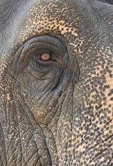 A Close up shot of an Indian elephants eye