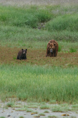 Mom and cub coastal brown (grizzly) bears in Glacier Bay National Park in southeastern Alaska walking along shoreline