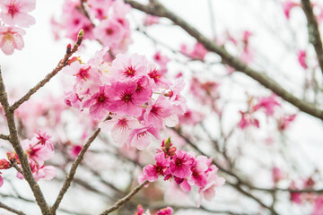 Pink kawazu sakura at Issingyo no Oozakura by mt. Aso, Kumamoto