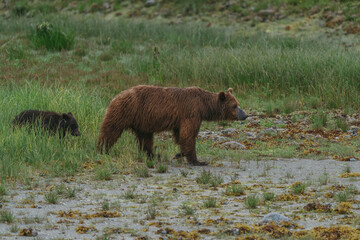 Mom and cub coastal brown (grizzly) bears in Glacier Bay National Park in southeastern Alaska walking along shoreline