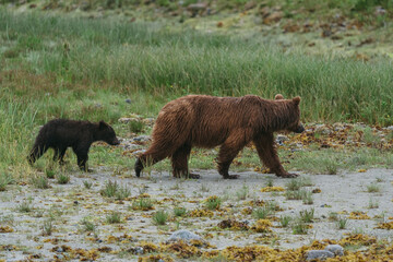 Mom and cub coastal brown (grizzly) bears in Glacier Bay National Park in southeastern Alaska walking along shoreline
