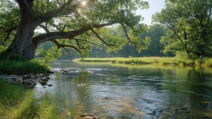Tranquil Riverbank: Peaceful Scene with Overhanging Trees and Gentle Current