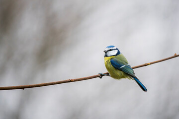 Blue Tit Perched on Branch: A Colorful Garden Songbird