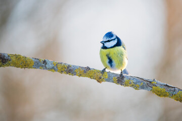 Blue Tit Perched on Branch: A Colorful Garden Songbird